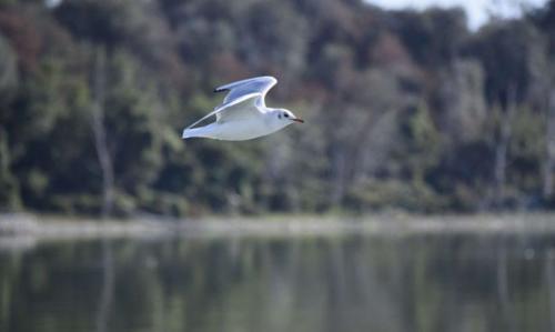 Lake Trasimeno